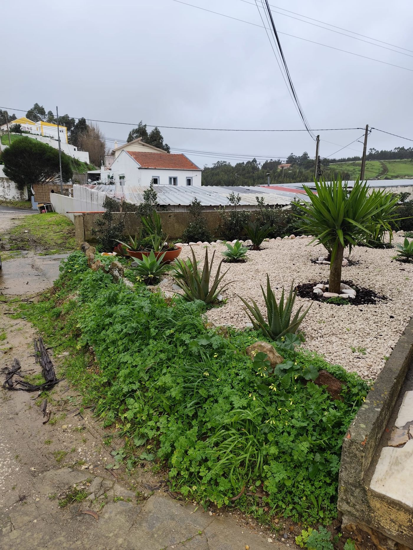 Jardim de gravilha em fase inicial, dia nublado