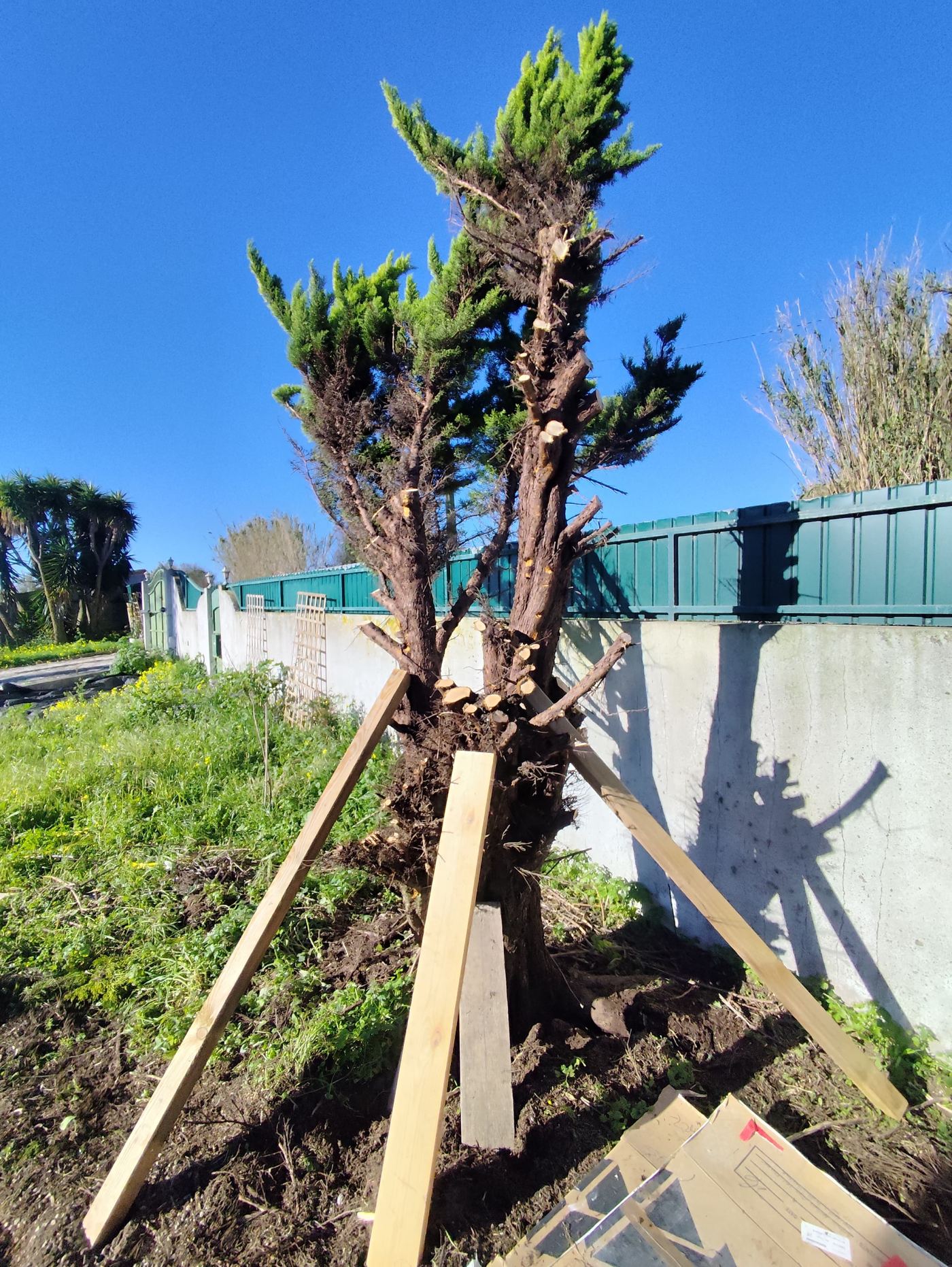 Árvore de grande porte escorada com estacas de madeira após transplante