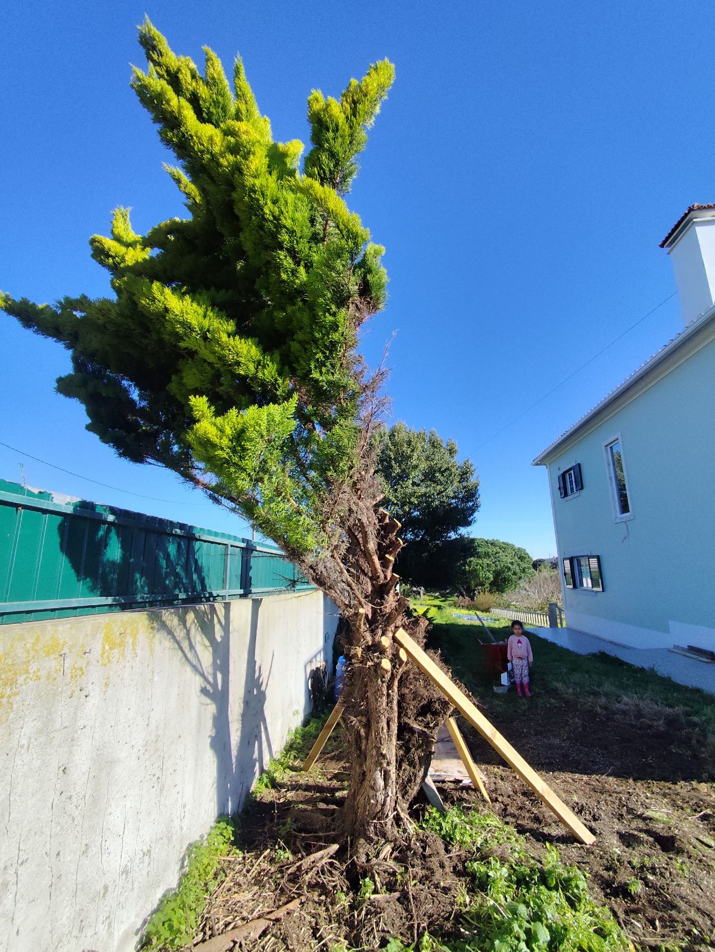 Transplante de árvore junto a muro, escorada com madeira