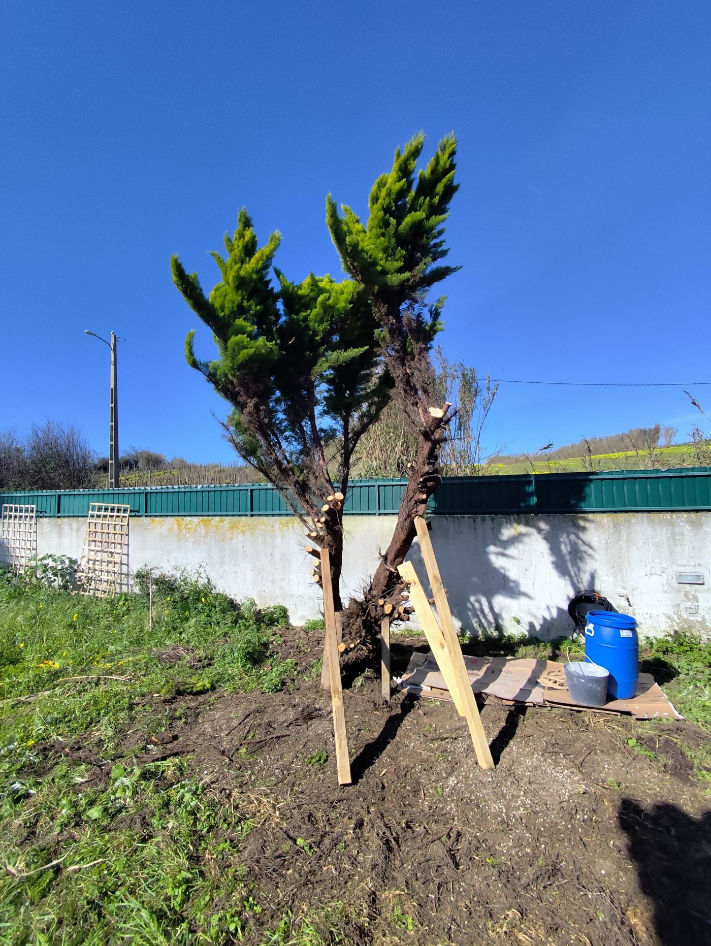 Árvore replantada e escorada, vista geral