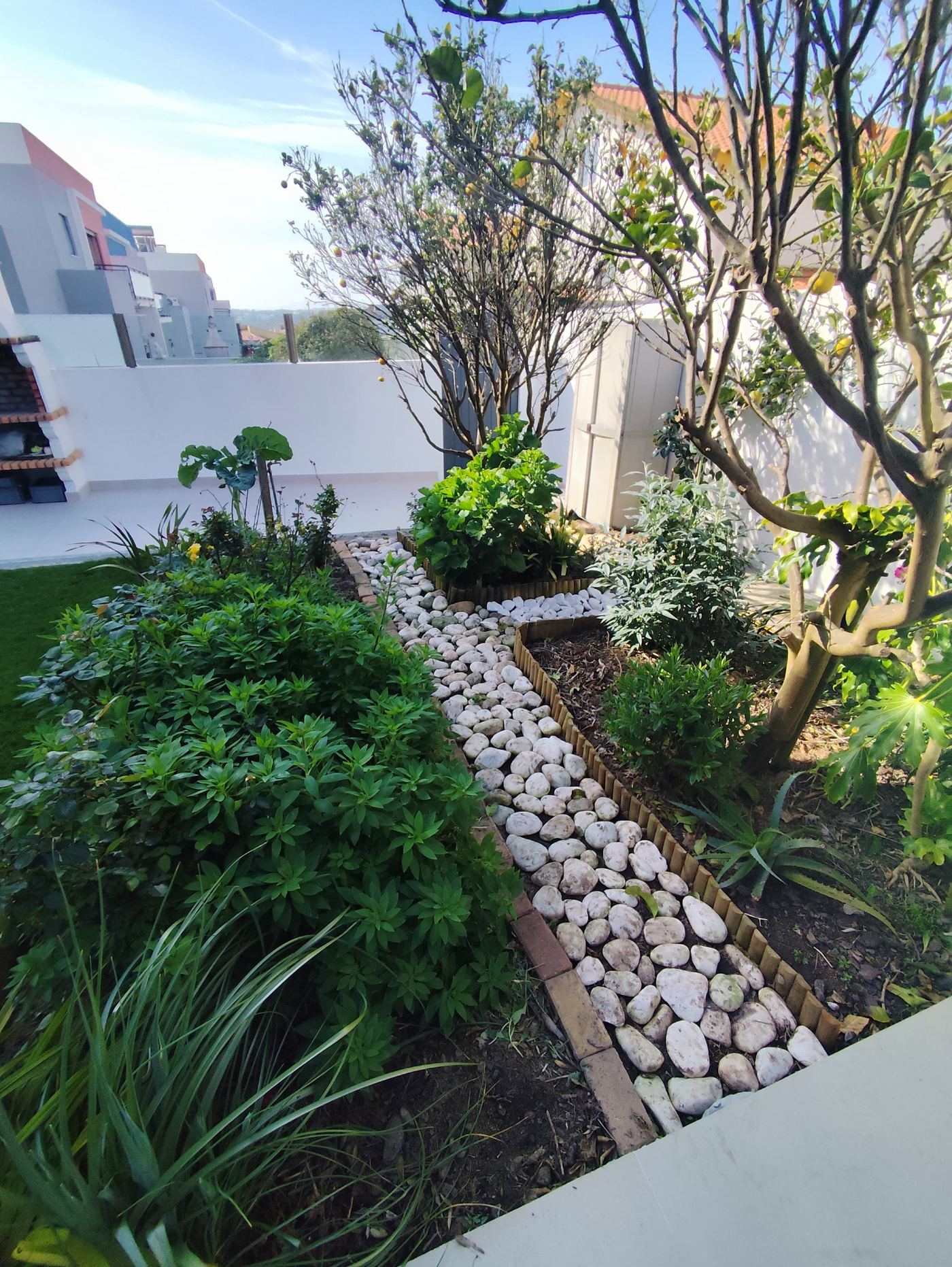 Caminho de jardim em seixo branco entre canteiros com plantas e árvore de fruto