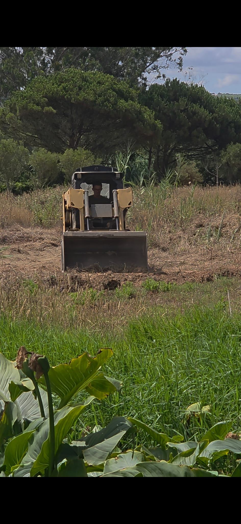 Mini-escavadora a desmatar um terreno com vegetação alta